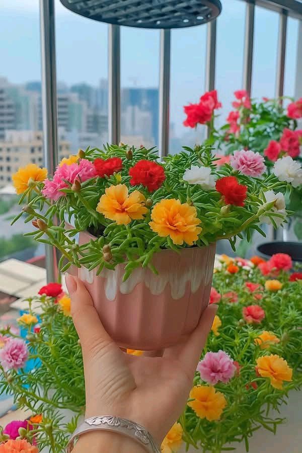 Top hoa ban công nở quanh năm: đẹp, dễ chăm, hợp phong thủy