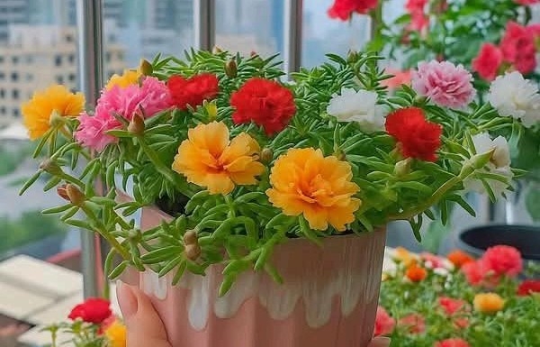 Top hoa ban công nở quanh năm: đẹp, dễ chăm, hợp phong thủy