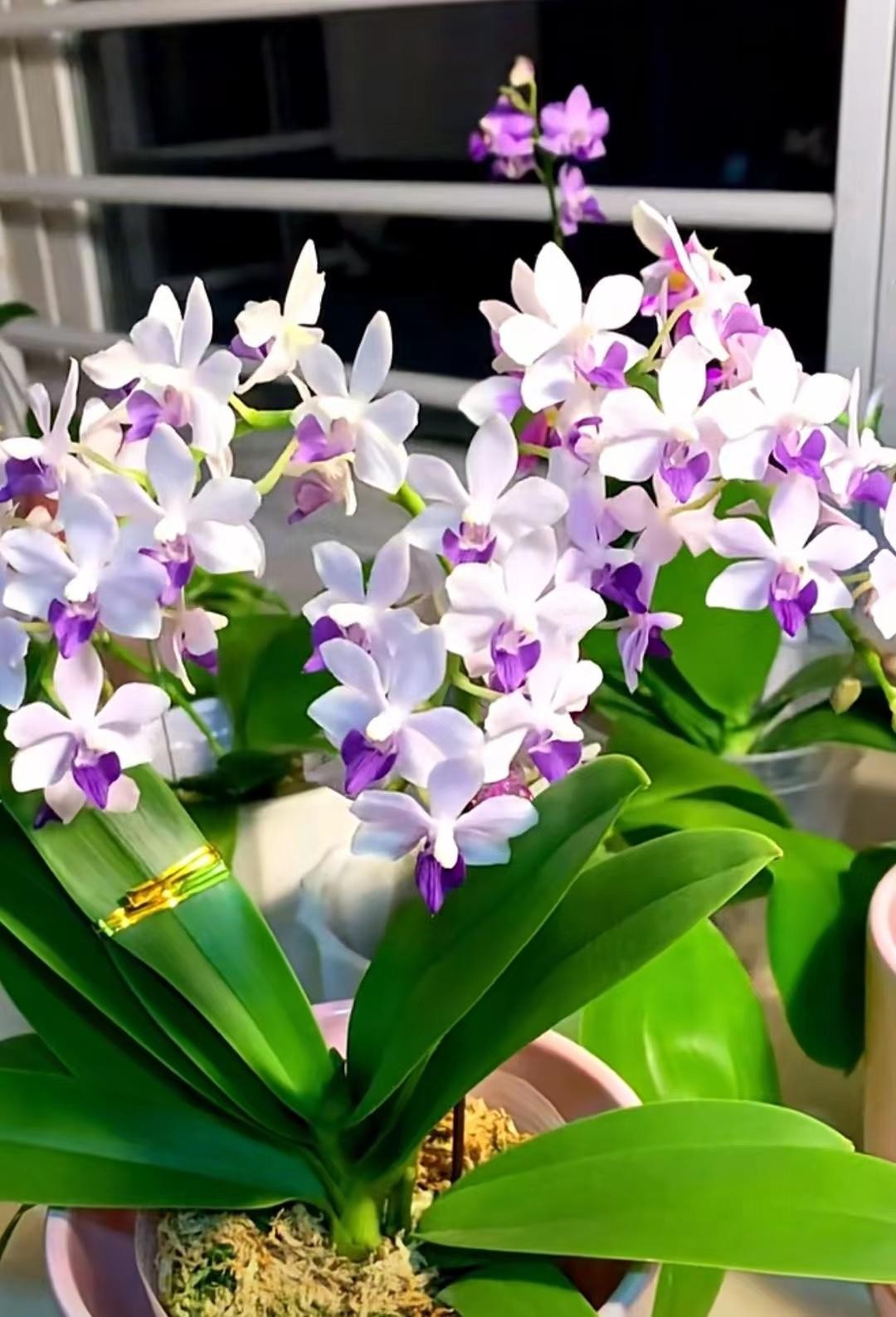 Phòng khách ngập 1.000 chậu lan hồ điệp, cảnh tượng gây sốt vì quá “chữa lành”