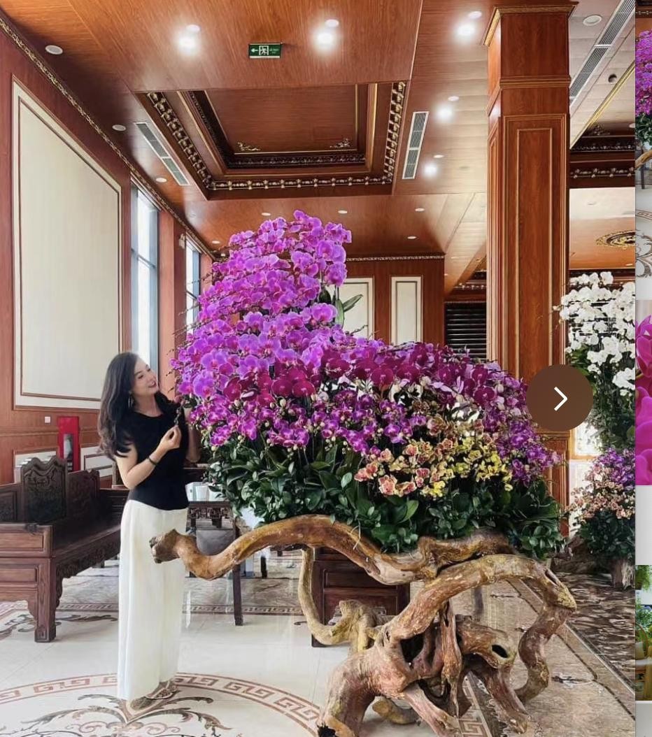 Phòng khách ngập 1.000 chậu lan hồ điệp, cảnh tượng gây sốt vì quá “chữa lành”