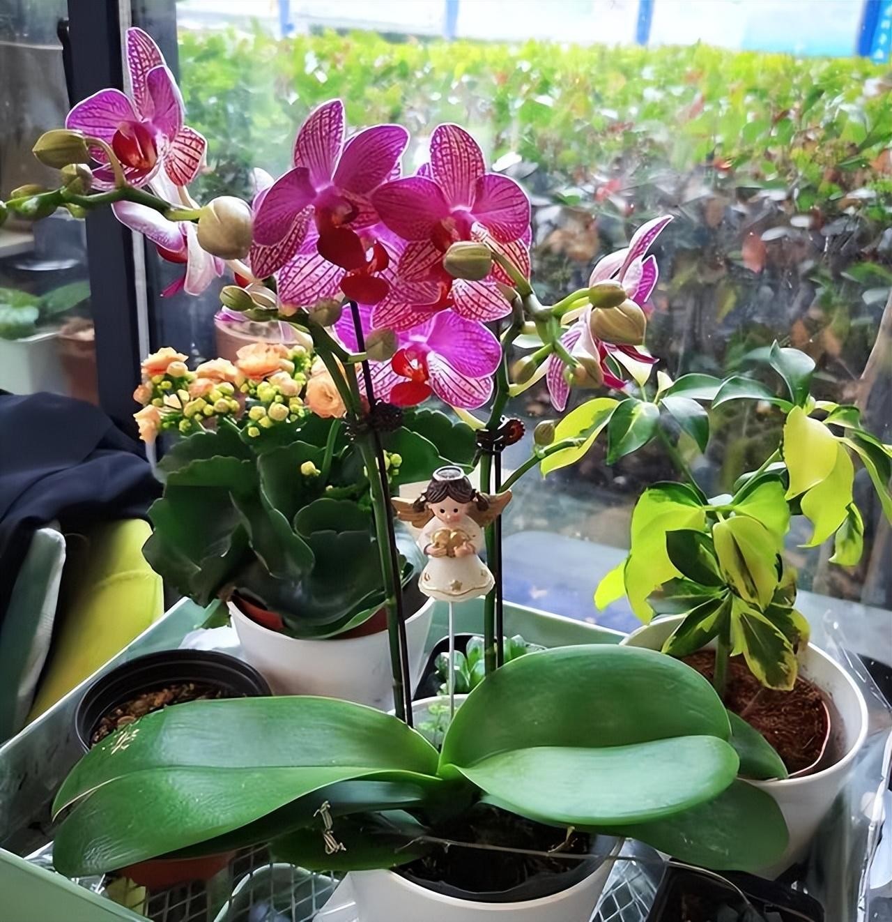 Phòng khách ngập 1.000 chậu lan hồ điệp, cảnh tượng gây sốt vì quá “chữa lành”