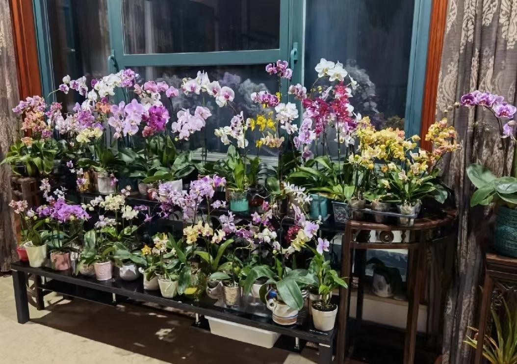 Phòng khách ngập 1.000 chậu lan hồ điệp, cảnh tượng gây sốt vì quá “chữa lành”