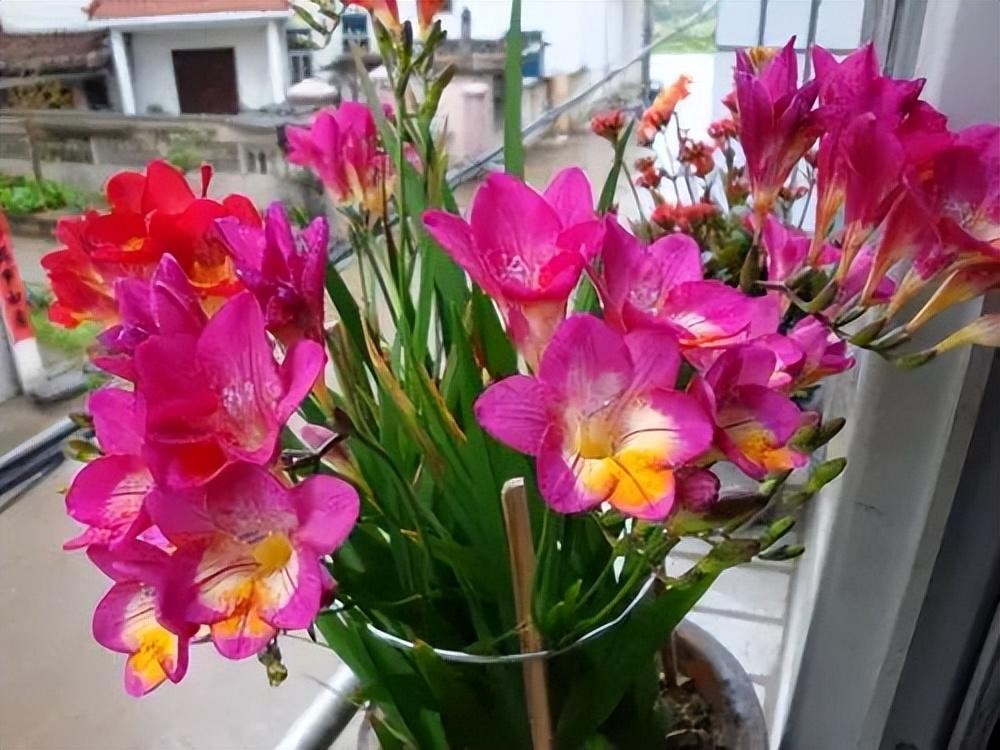 Sức khỏe yếu chớ dại trồng 5 loại hoa xui xẻo này: Đẹp mà độc, rước bệnh vào nhà