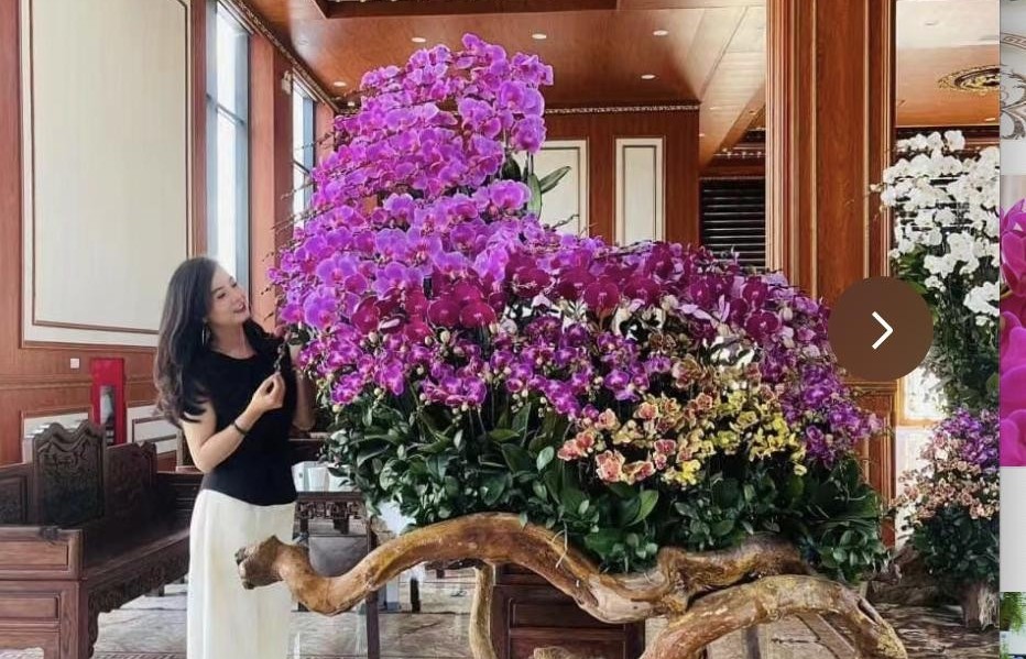 Phòng khách ngập 1.000 chậu lan hồ điệp, cảnh tượng gây sốt vì quá “chữa lành”