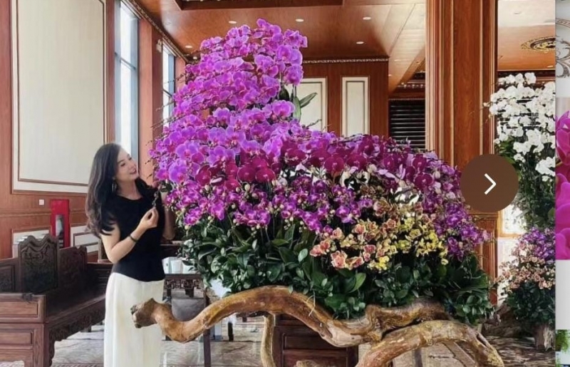 Phòng khách ngập 1.000 chậu lan hồ điệp, cảnh tượng gây sốt vì quá “chữa lành”