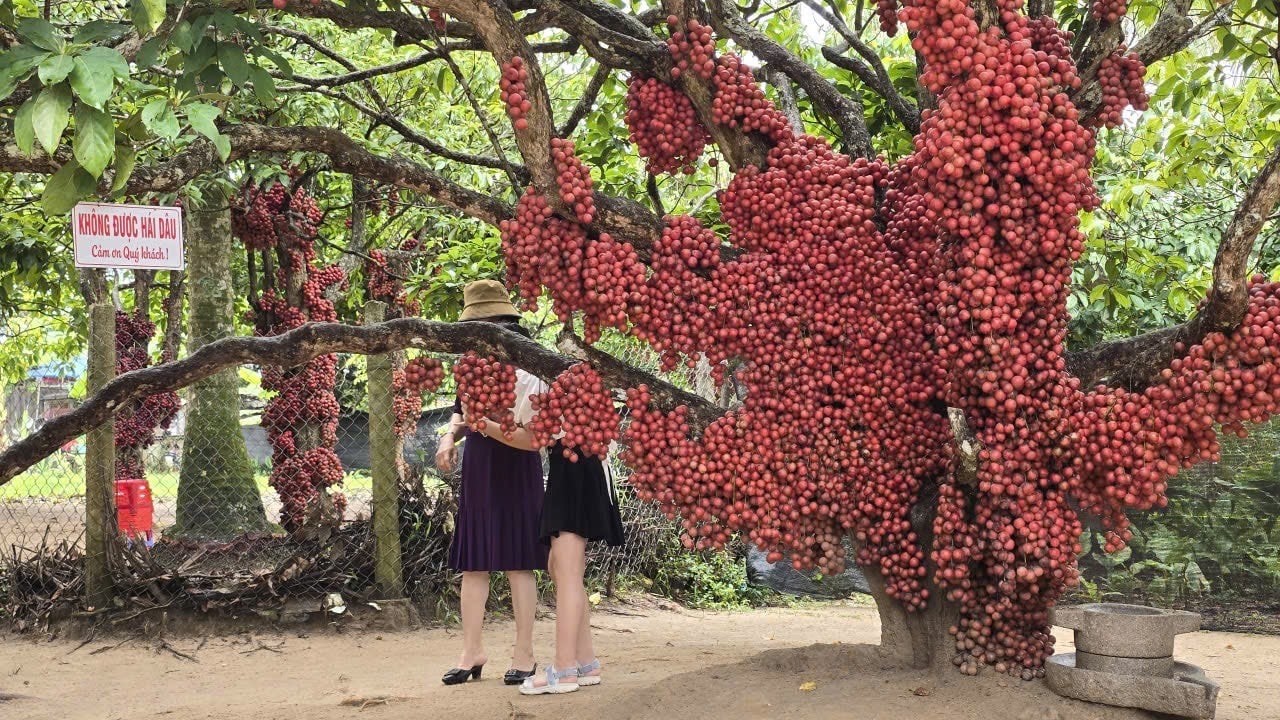 Gia Lai: Loại cây rừng có quả đỏ rực cả thân đẹp mê mẩn, du khách ùn ùn đến trải nghiệm
