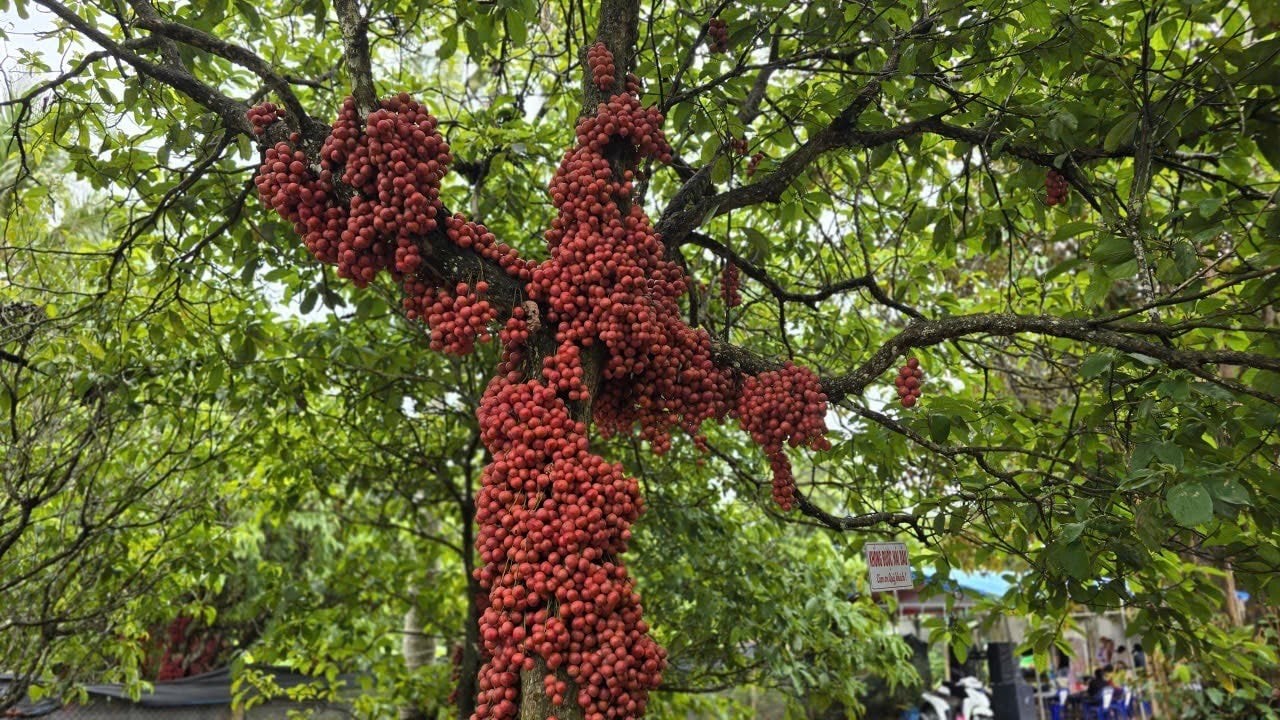 Gia Lai: Loại cây rừng có quả đỏ rực cả thân đẹp mê mẩn, du khách ùn ùn đến trải nghiệm