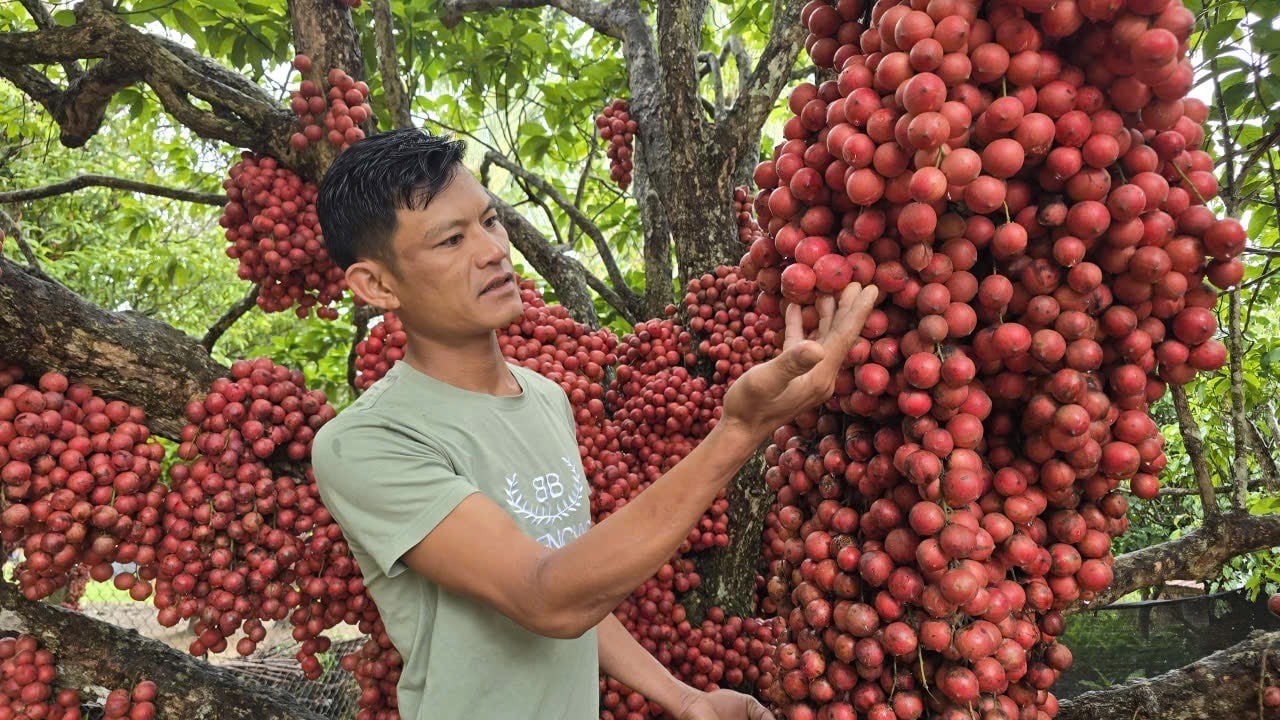 Gia Lai: Loại cây rừng có quả đỏ rực cả thân đẹp mê mẩn, du khách ùn ùn đến trải nghiệm