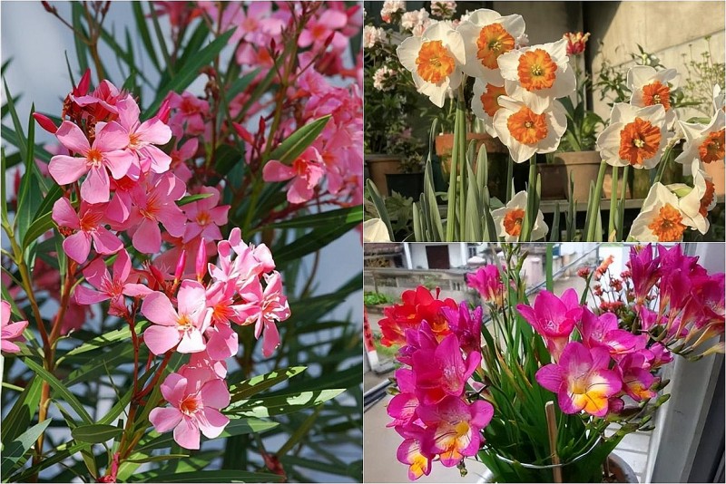 Sức khỏe yếu chớ dại trồng 5 loại hoa "xui xẻo" này: Đẹp mà độc, rước bệnh vào nhà