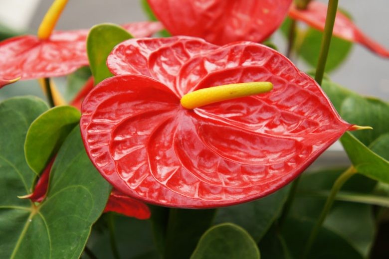 8 loại cây phong thủy phòng khách giúp hút tài lộc, trang trí xanh mát và sang trọng 8 loại cây phong thủy phòng khách giúp hút tài lộc, trang trí xanh mát và sang trọng