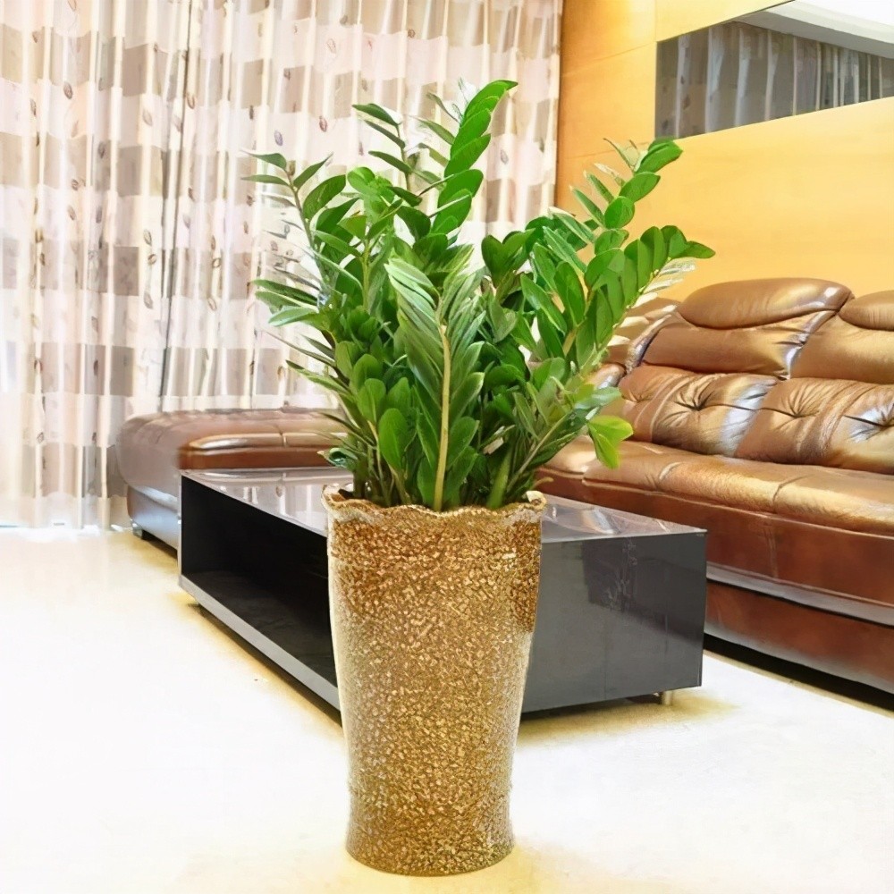8 loại cây phong thủy phòng khách giúp hút tài lộc, trang trí xanh mát và sang trọng 8 loại cây phong thủy phòng khách giúp hút tài lộc, trang trí xanh mát và sang trọng