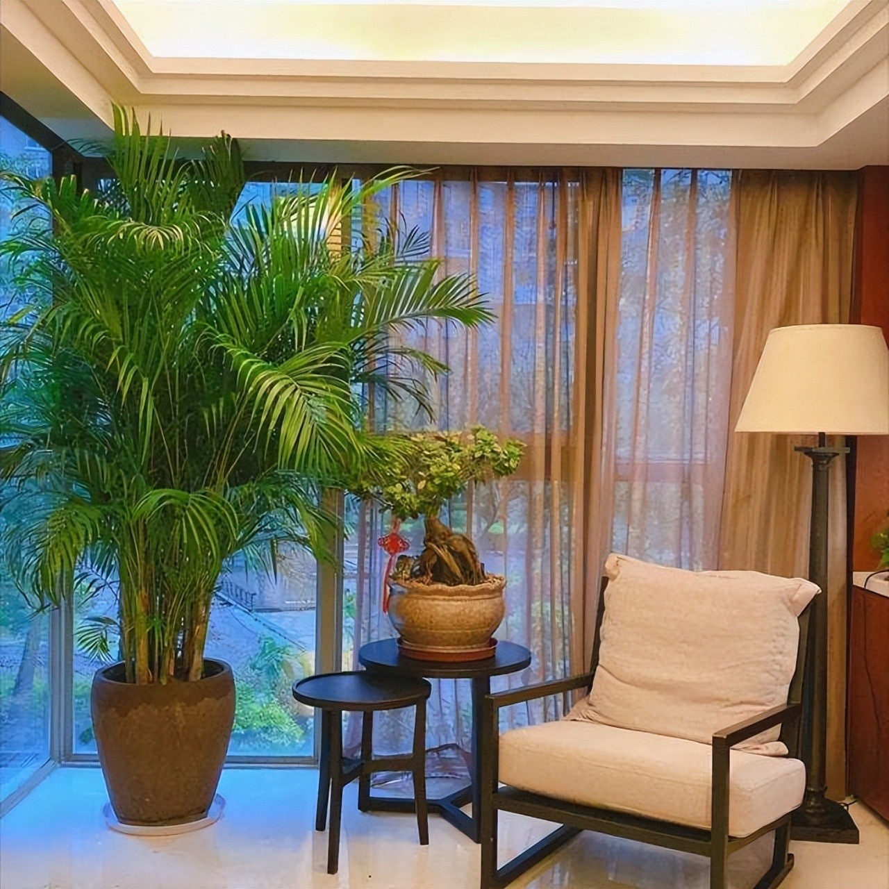 8 loại cây phong thủy phòng khách giúp hút tài lộc, trang trí xanh mát và sang trọng 8 loại cây phong thủy phòng khách giúp hút tài lộc, trang trí xanh mát và sang trọng