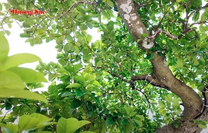 Thăm vườn cây bonsai ăn quả khổng lồ của anh Vinh Quang tại Hải Phòng
