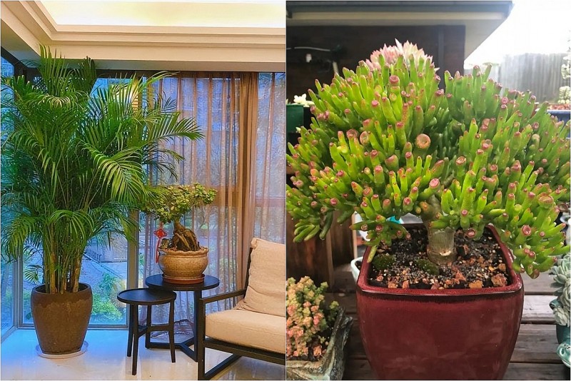 8 loại cây phong thủy phòng khách giúp hút tài lộc, trang trí xanh mát và sang trọng