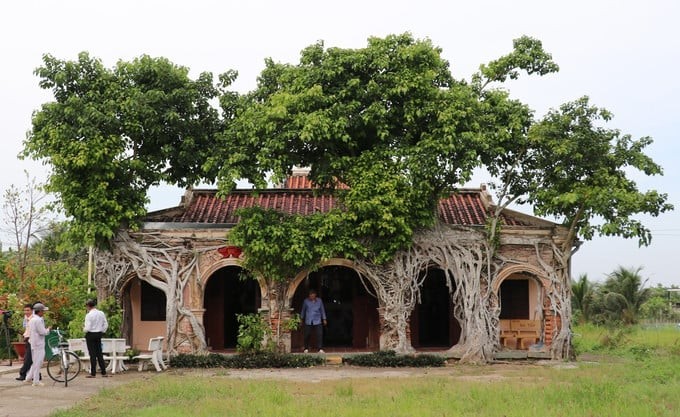 Vẻ đẹp huyền bí của đình Tân Đông với hai cây bồ đề ôm chặt mái đình hơn 100 năm