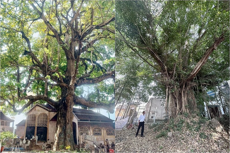 Ba cây cổ thụ kỳ lạ ở TP HCM: Cây Trôm khổng lồ và Kơ nia - Đa quấn quýt như một