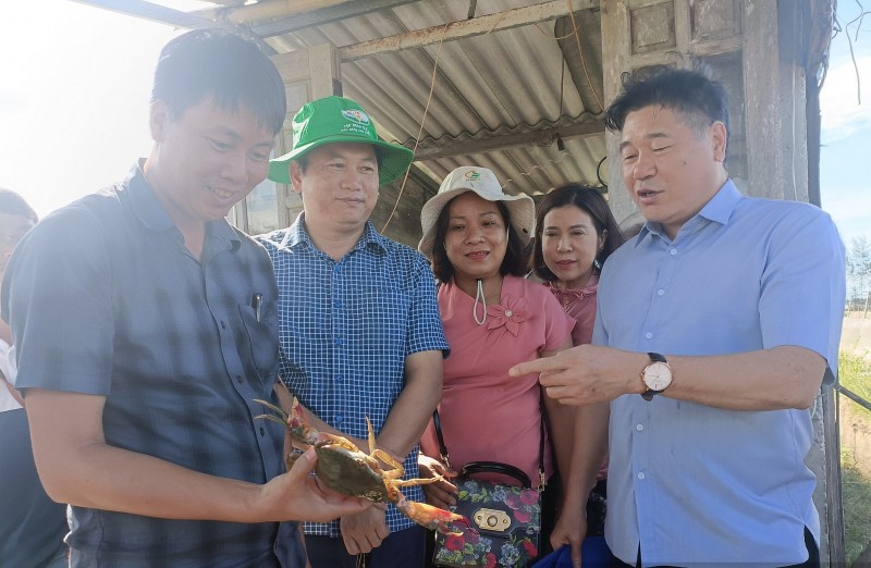 Nuôi cua gạch trong đầm phá Thừa Thiên-Huế: Nông dân lãi trăm triệu mỗi ha