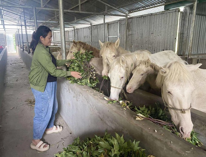 Chăn nuôi ngựa bạch bằng thảo dược: Hướng đi độc đáo từ vùng cao Sìn Hồ