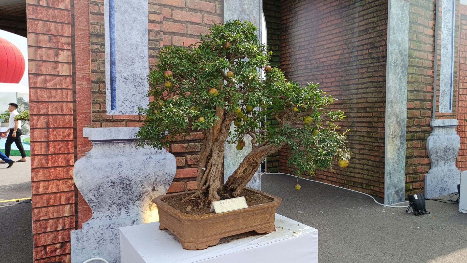 Hội Sinh vật cảnh Hà Nội tái hiện hồn quê trong không gian Triển lãm 80 năm thành tựu quốc gia