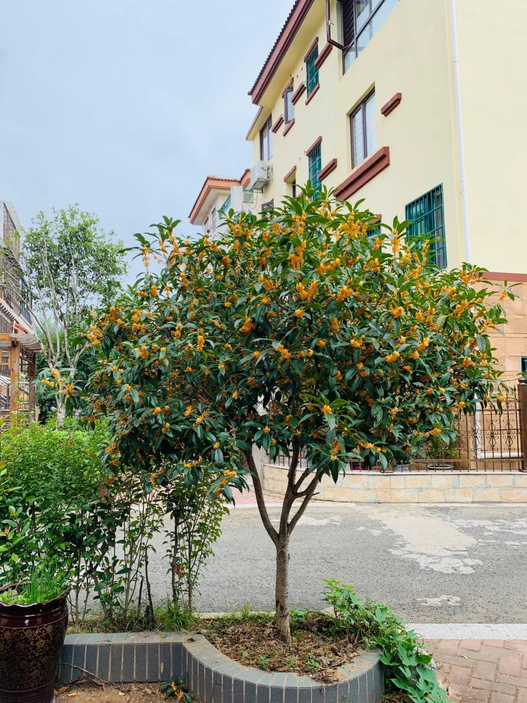 Sân không cây, không phúc không lộc: Trồng 6 loại cây phong thủy, con cháu ngày càng giàu có