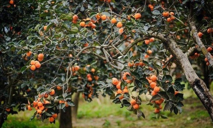 Sân không cây, không phúc không lộc: Trồng 6 loại cây phong thủy, con cháu ngày càng giàu có