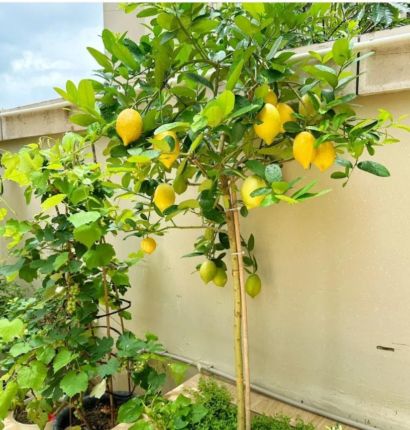 Sân không cây, không phúc không lộc: Trồng 6 loại cây phong thủy, con cháu ngày càng giàu có