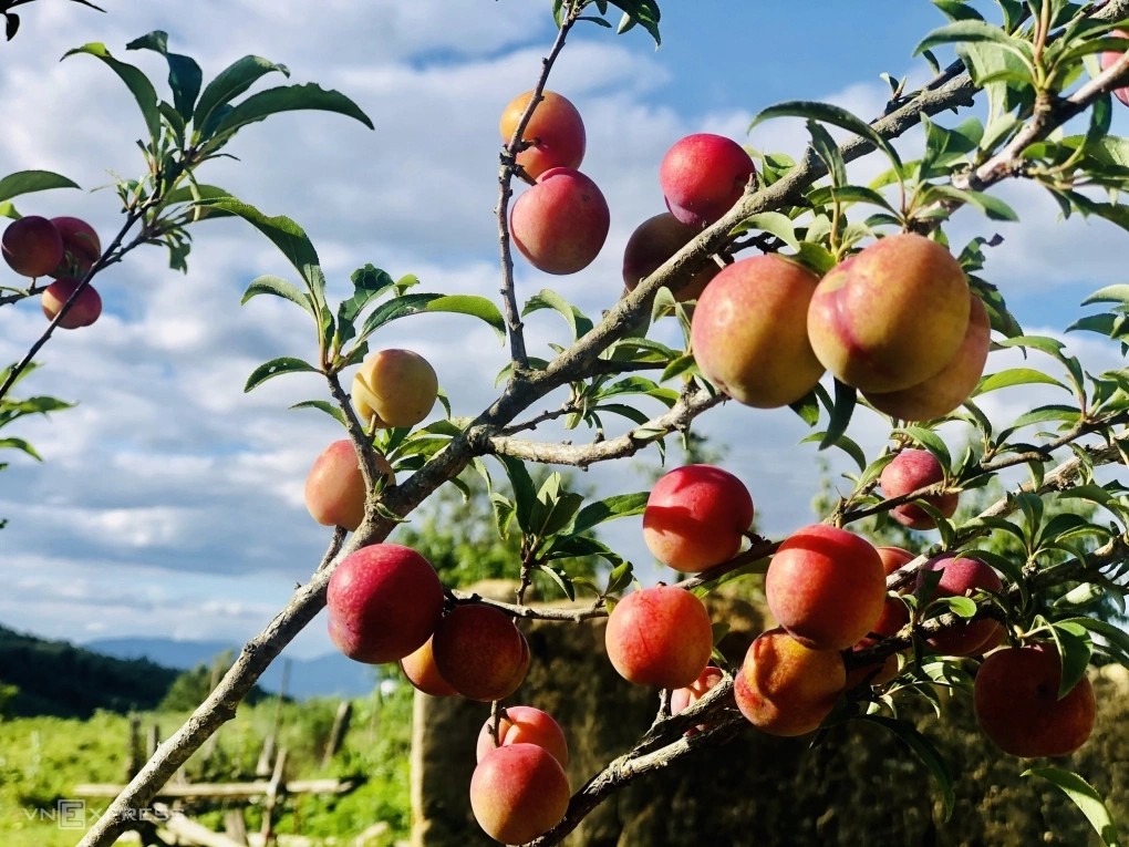 Sân không cây, không phúc không lộc: Trồng 6 loại cây phong thủy, con cháu ngày càng giàu có