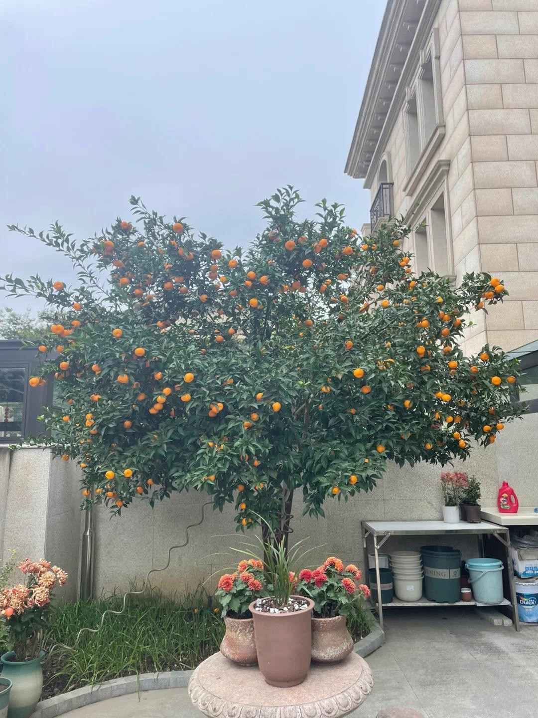 Sân không cây, không phúc không lộc: Trồng 6 loại cây phong thủy, con cháu ngày càng giàu có