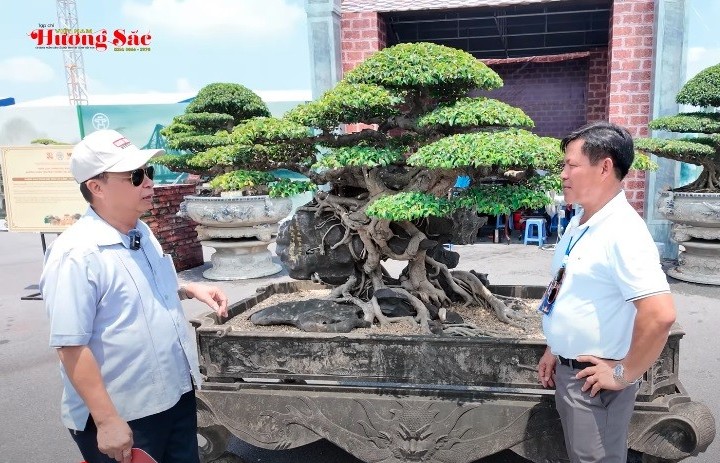 Bản Thạch Hoành Chi - Trước và sau Triển lãm Bonsai Quốc gia 2025