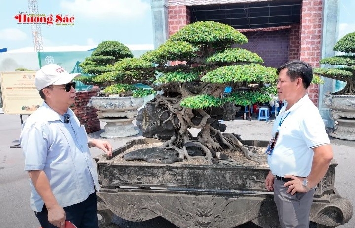 Bản Thạch Hoành Chi - Trước và sau Triển lãm Bonsai Quốc gia 2025