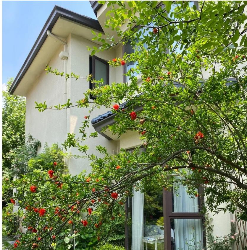 Sân không cây, không phúc không lộc: Trồng 6 loại cây phong thủy, con cháu ngày càng giàu có