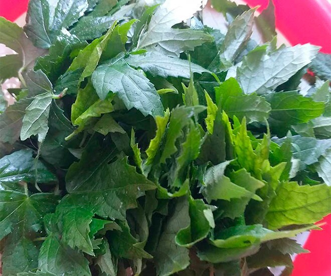 Loại lá nghe tên lạ, từng mọc dại ven rào nay thành đặc sản 40.000 đồng/kg