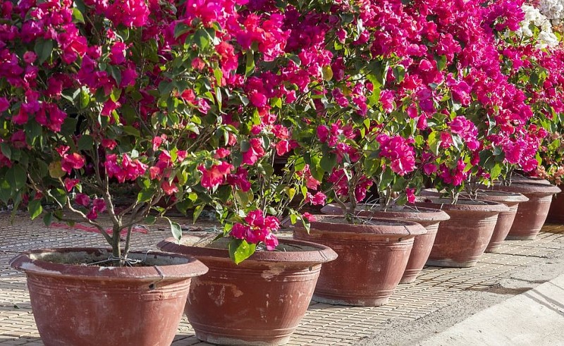 Người trồng hoa giấy truyền tai nhau quy tắc lạ “3 nhiều - 1 ít”, áp dụng là hoa nở không ngừng
