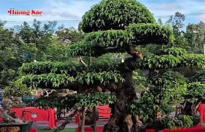 Top 10 cây sanh đẹp tại Triển lãm SVC Vạn Tường