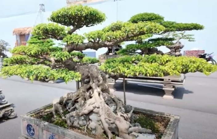 Bộ 3 cây sanh ấn tượng của ông Tạ Tương Huỳnh tại Triển lãm SVC Quốc gia 2025