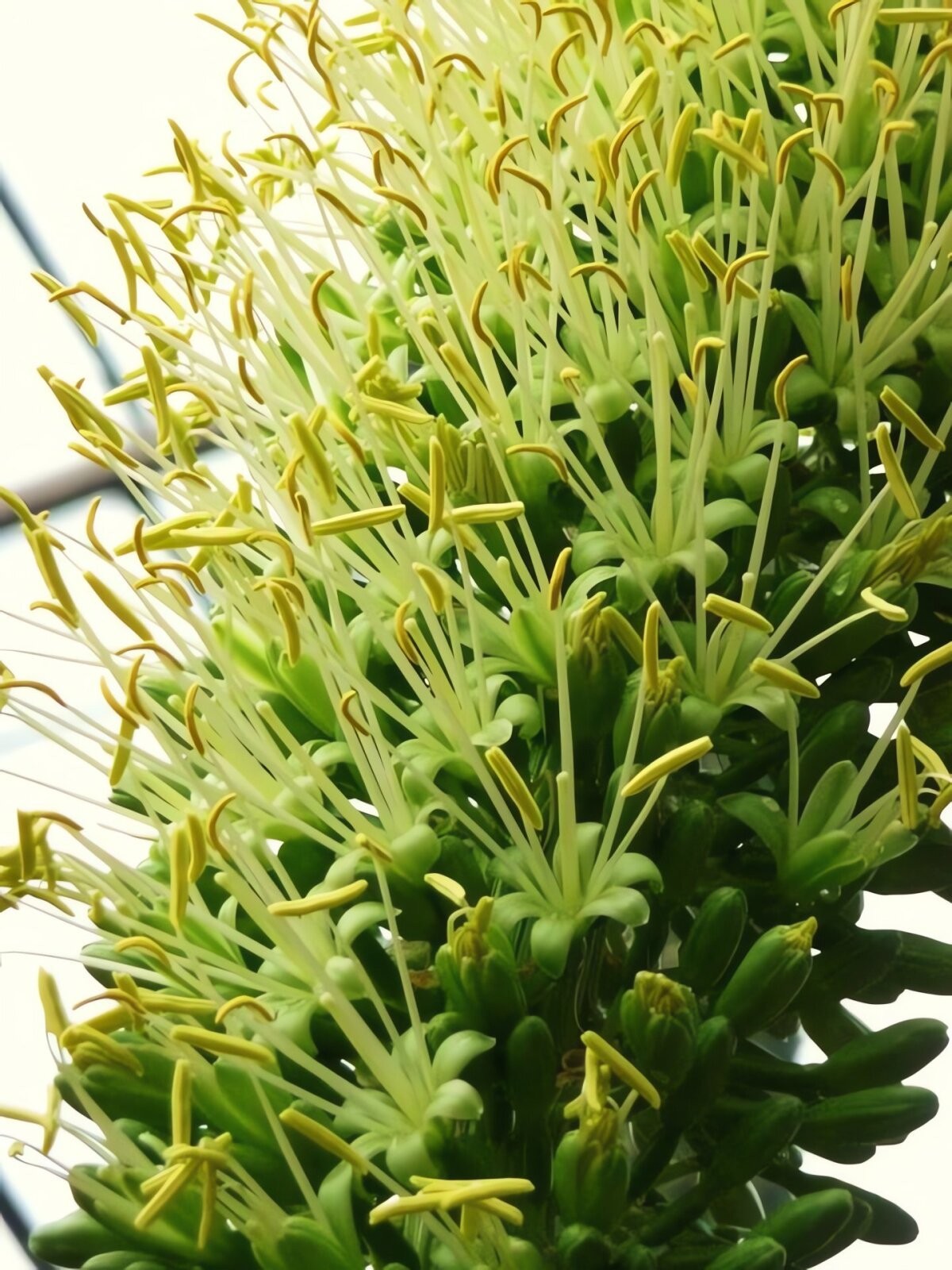 Cây cảnh ra hoa như đuôi cáo khổng lồ: Nở duy nhất một lần trong đời, mang điềm lành và xua đuổi năng lượng xấu
