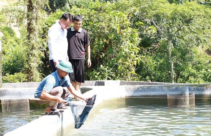Loài cá “quý tộc” lần đầu được nuôi thành công dưới chân Tây Côn Lĩnh, Tuyên Quang