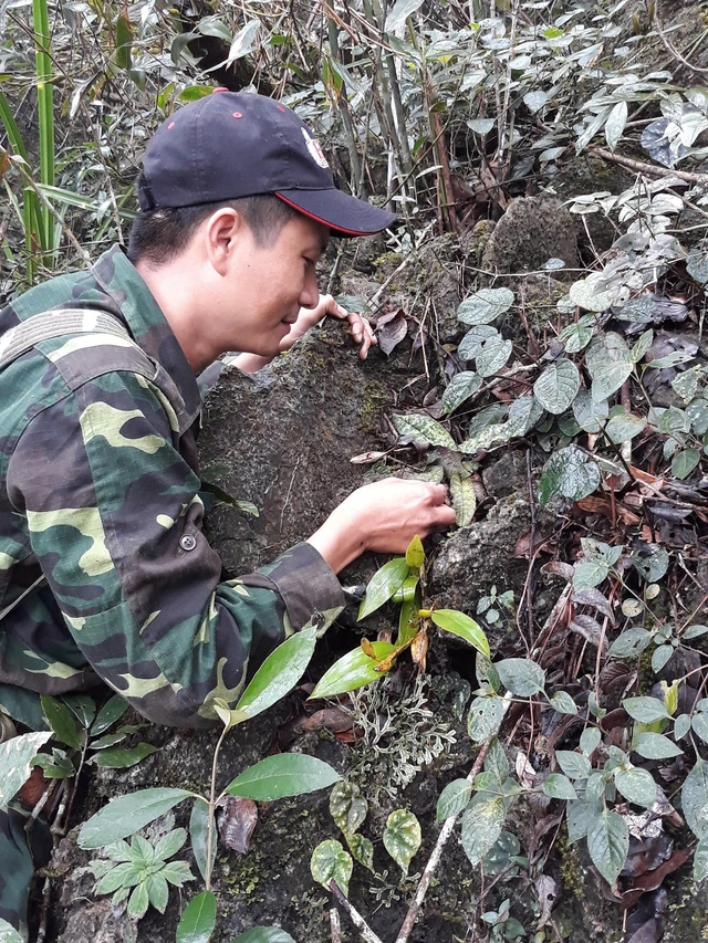 Loài lan cực quý hiếm ở Phong Nha – Kẻ Bàng có nguy cơ tuyệt chủng toàn cầu