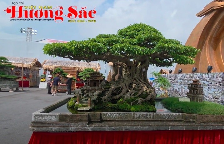 Cận cảnh một số tác phẩm đẹp tại triển lãm cây cảnh ở Đông Anh, Hà Nội