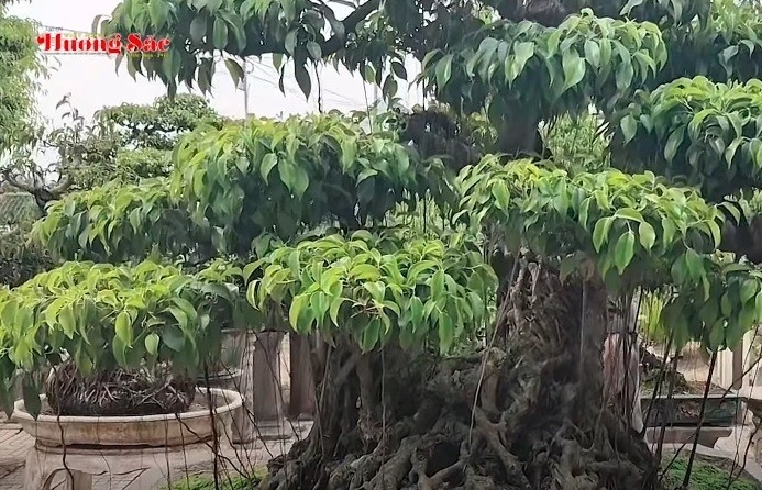 Vườn sanh cổ ven sông Cầu của ông Lê Văn Quang tại Quảng Ngãi
