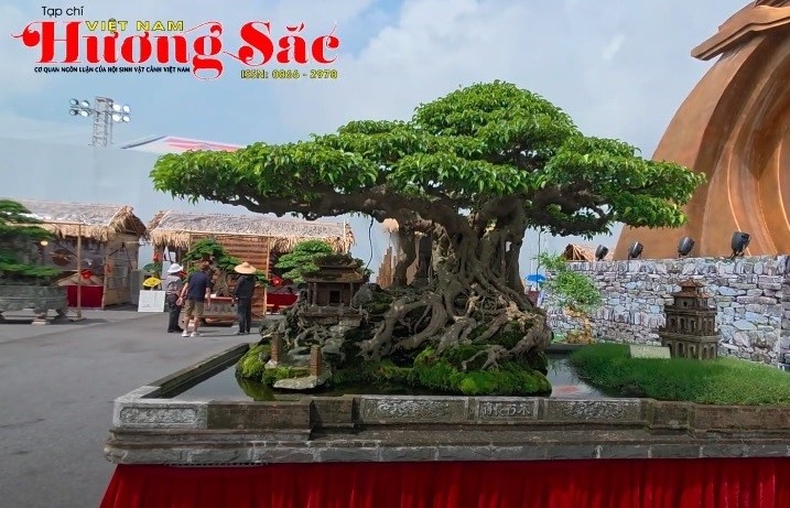 Cận cảnh một số tác phẩm đẹp tại triển lãm cây cảnh ở Đông Anh, Hà Nội