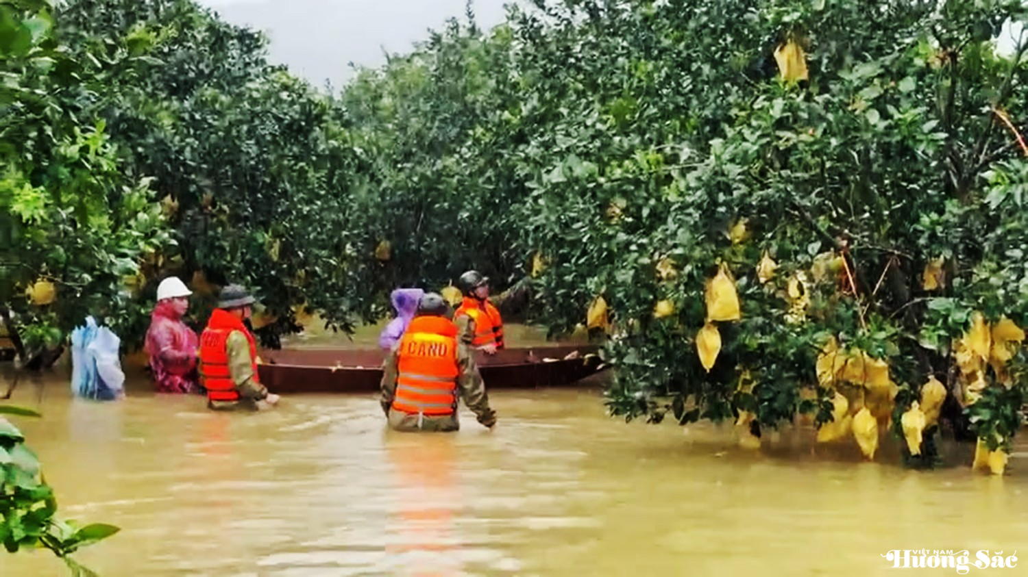 Mưa lũ nhấn chìm hàng chục hecta bưởi ở Hà Tĩnh