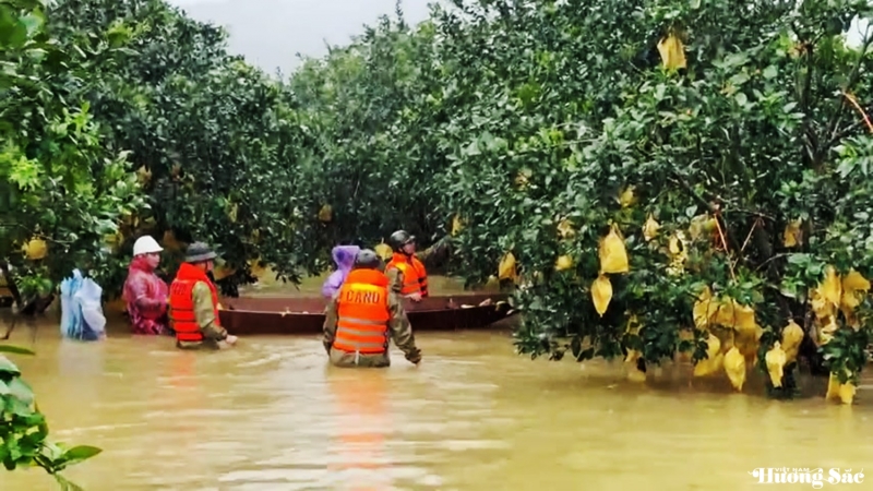 Mưa lũ nhấn chìm hàng chục hecta bưởi ở Hà Tĩnh