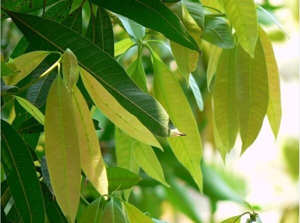 Loại cây người Việt chỉ ăn quả, không ngờ lại là đặc sản ẩm thực và thảo dược quý