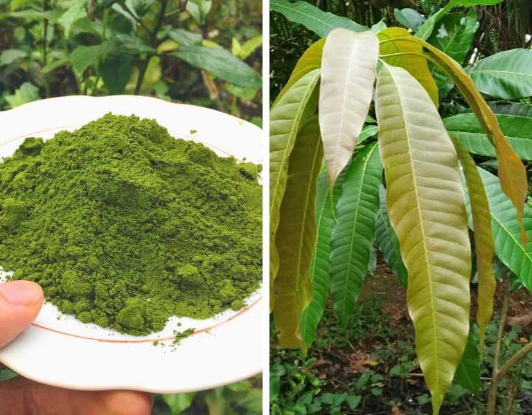 Loại cây người Việt chỉ ăn quả, không ngờ lại là đặc sản ẩm thực và thảo dược quý