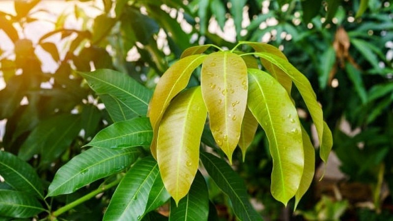 Loại cây người Việt chỉ ăn quả, không ngờ lại là đặc sản ẩm thực và thảo dược quý