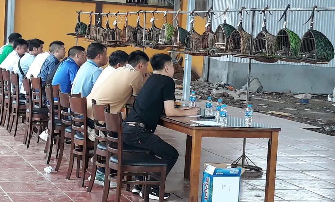 Hải Phòng: Hội thi chim cu gáy đấu Đất Cảng mở rộng lần thứ I