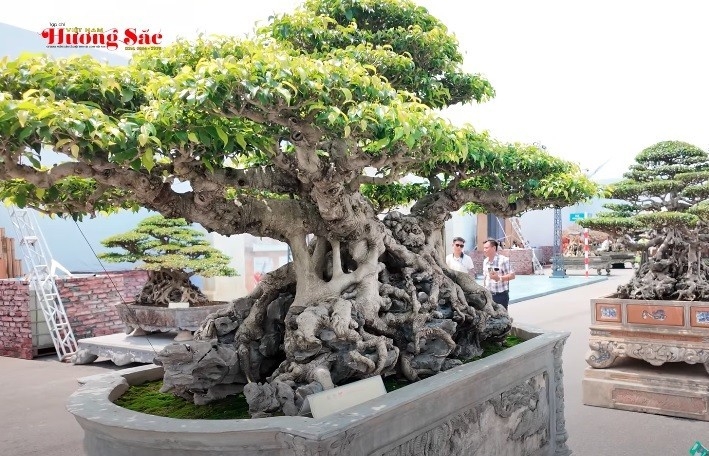 Bộ 3 cây sanh độc đáo của nghệ nhân Trần Hiền tại Triển lãm SVC Quốc gia 2025