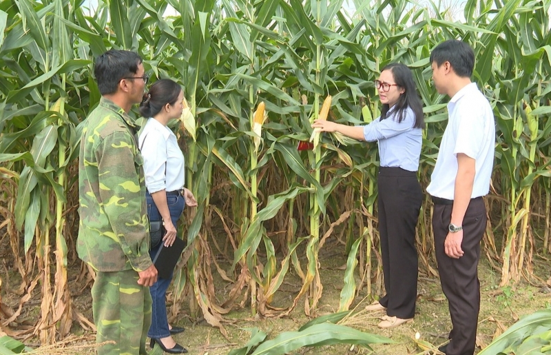 Kiểu canh tác mới: Trồng bắp không thu hạt – “bỏ sức ít, thu nhập cao” ở xã biên giới Lâm Đồng