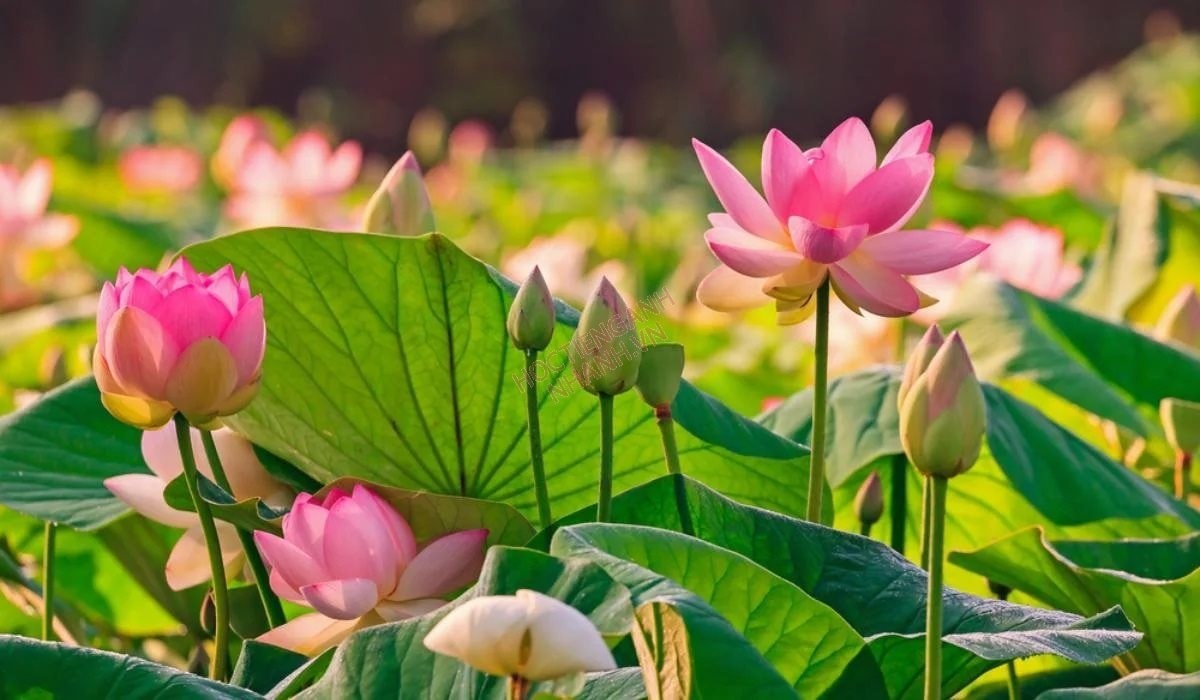 Tĩnh tại ngắm những loài hoa linh thiêng trong Phật giáo